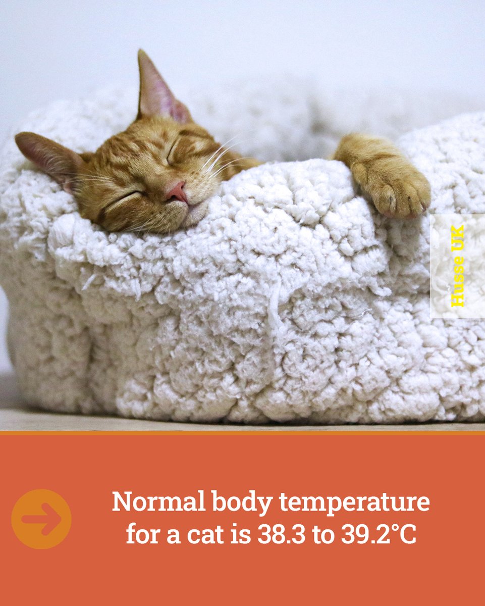 husse_uk's tweet photo. Cat's &amp; Dog's both have the same average body temperature of around 38.3 to 39.2°C 🐱🐶

If your pet's temperature rises above 40.0°C or falls below 37.2°C we would advise you to take your pet to the vet! 🐾

#petnutrition #husse #petknowledge #DogsofTwittter #CatsOfTwitter https://t.co/2r3E0Y46Re