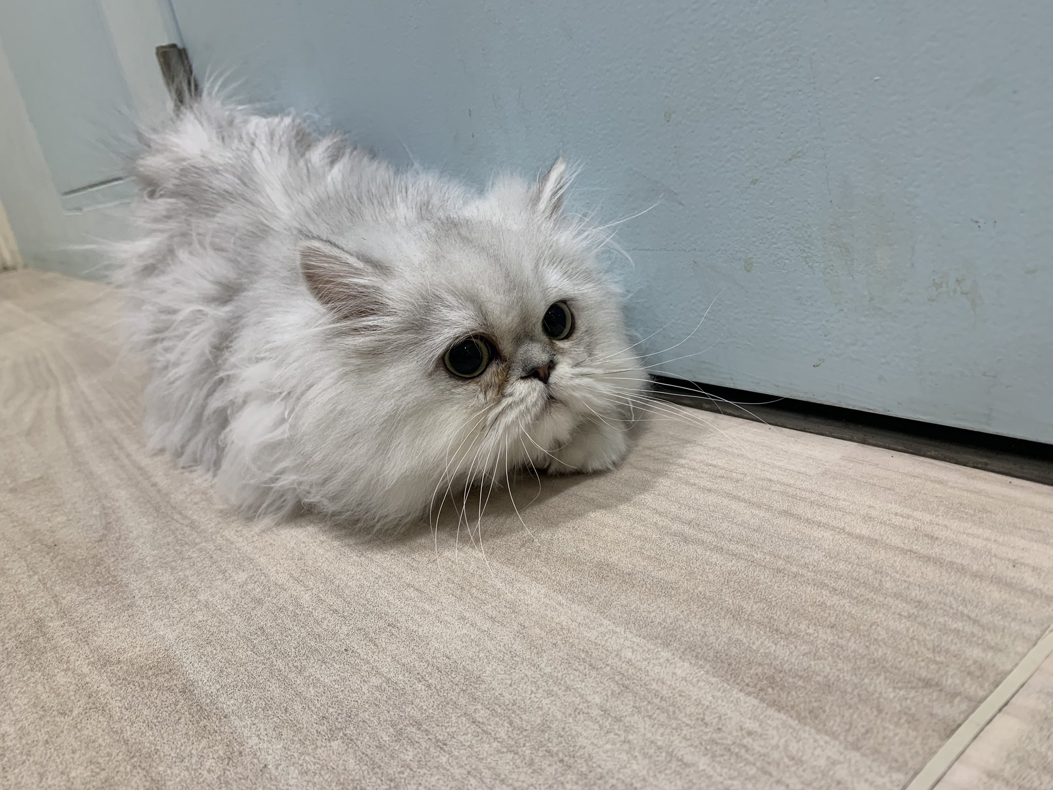 Moff Animal Cafe 高崎店 Moff Takasaki Twitter