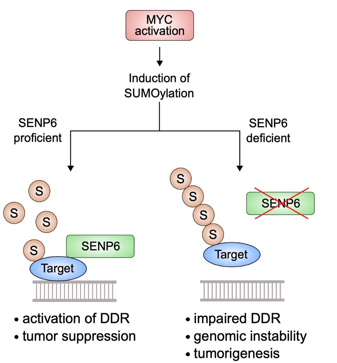 Charité - Universitätsmedizin Berlin (@chariteberlin) on Twitter photo Writing in <a href="/NatureComms/">Nature Communications</a>, a team of researchers from #CharitéBerlin and <a href="/goetheuni/">Goethe-Universität</a> untangle a key process involved in #Lymphoma development, which controls DNA damage repair and offers a potential treatment target. charite.de/en/service/pre… Writing in <a href="/NatureComms/">Nature Communications</a>, a team of researchers from #CharitéBerlin and <a href="/goetheuni/">Goethe-Universität</a> untangle a key process involved in #Lymphoma development, which controls DNA damage repair and offers a potential treatment target. charite.de/en/service/pre…