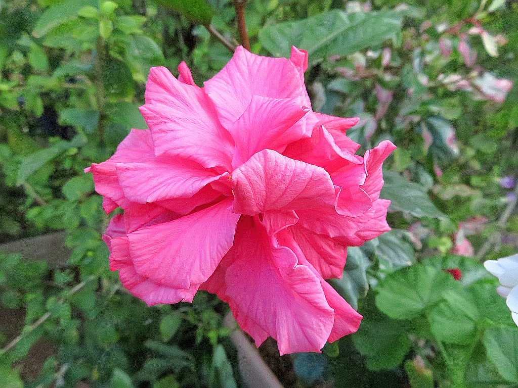 ワインレッドのハイビスカスと純白のジェラニウムが鮮やかに咲きました。 The wine red hibiscus and pure white geranium in my garden bl