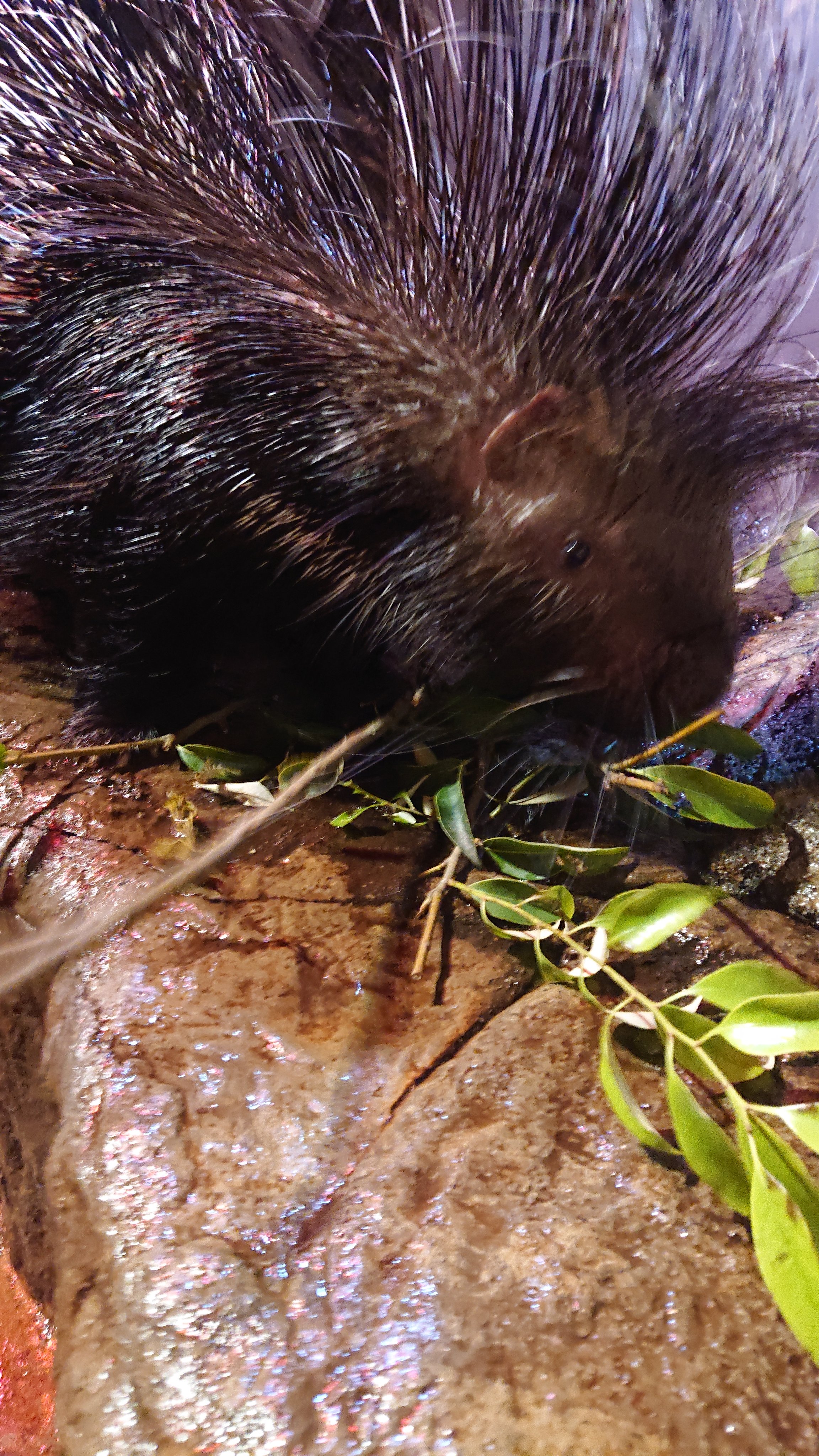 静岡市立日本平動物園 21 12 27 アフリカタテガミヤマアラシの飼育日誌 を更新しました 木を景気よくかじり ウッドチップ大量作成中 日本平動物園 アフリカタテガミヤマアラシ Nihondairazoo T Co Dz2whuvmy4 Twitter