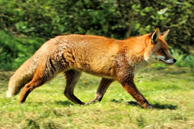 #outbreaks occur in nature, not just in humans. Here is a recent preprint from our lab, where we investigated an epizootic event of Canine Distemper virus in foxes. We developed a novel #sequencing method to better understand the genetic background of this outbreak. 1/3 🦠🦊🧑‍🔬🧬