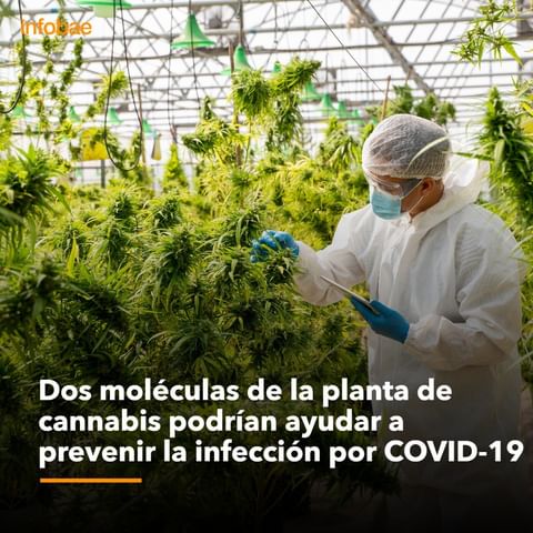 infobae's tweet photo. Dos moléculas de la planta de cannabis podrían ayudar a prevenir la infección por COVID-19 
https://t.co/ZebCkQWPD8 https://t.co/ZNOXAEOuiW