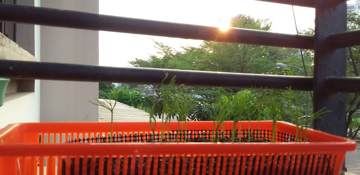 Mikawa Japanese Black Pine #sunset.
#三河黒松