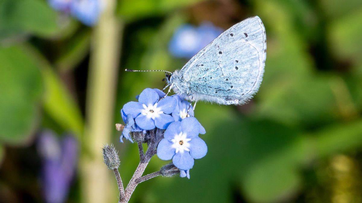 savebutterflies's tweet photo. JOB VACANCIES ANNOUNCEMENT! 💼

Our Lepidoptera-loving team is looking to fill the following roles:

🦋 Wild Spaces Manager
🦋 Grant Officer
🦋 Systems and Process Accountant
🦋 Senior Finance Manager
🦋 Skipper Rangers x2

Apply here 👉 https://t.co/8mEGBJu5i0

📷 Nigel Ball https://t.co/8m3zfFfrH9
