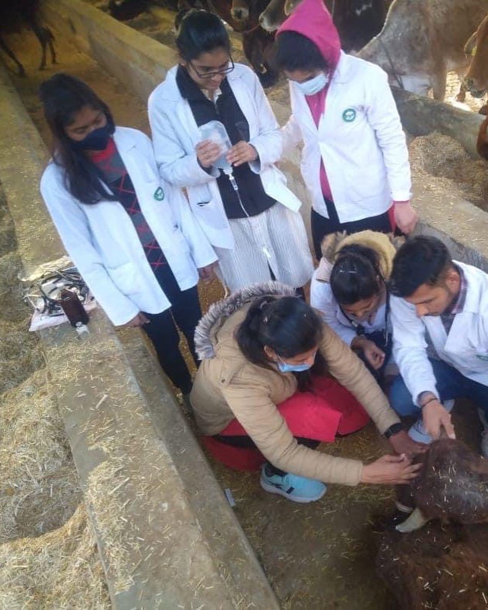MJFCVAS's tweet photo. Today A Different cases of mastitis, pneumonia, hypothermia and milk fever at MJF farm treated by final year students and staff of MJF veterinary clinical complex
#mjfcvas https://t.co/9ylYx47U1R