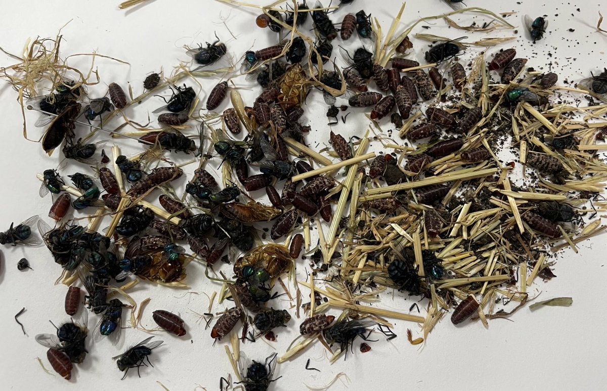 _Dawn_M's tweet photo. So first day in the #ento lab of 2022! First order of the day sort the #lucilia from the #calliphora. #phdlife #phdchat #entomology https://t.co/cPvUzc3M6g