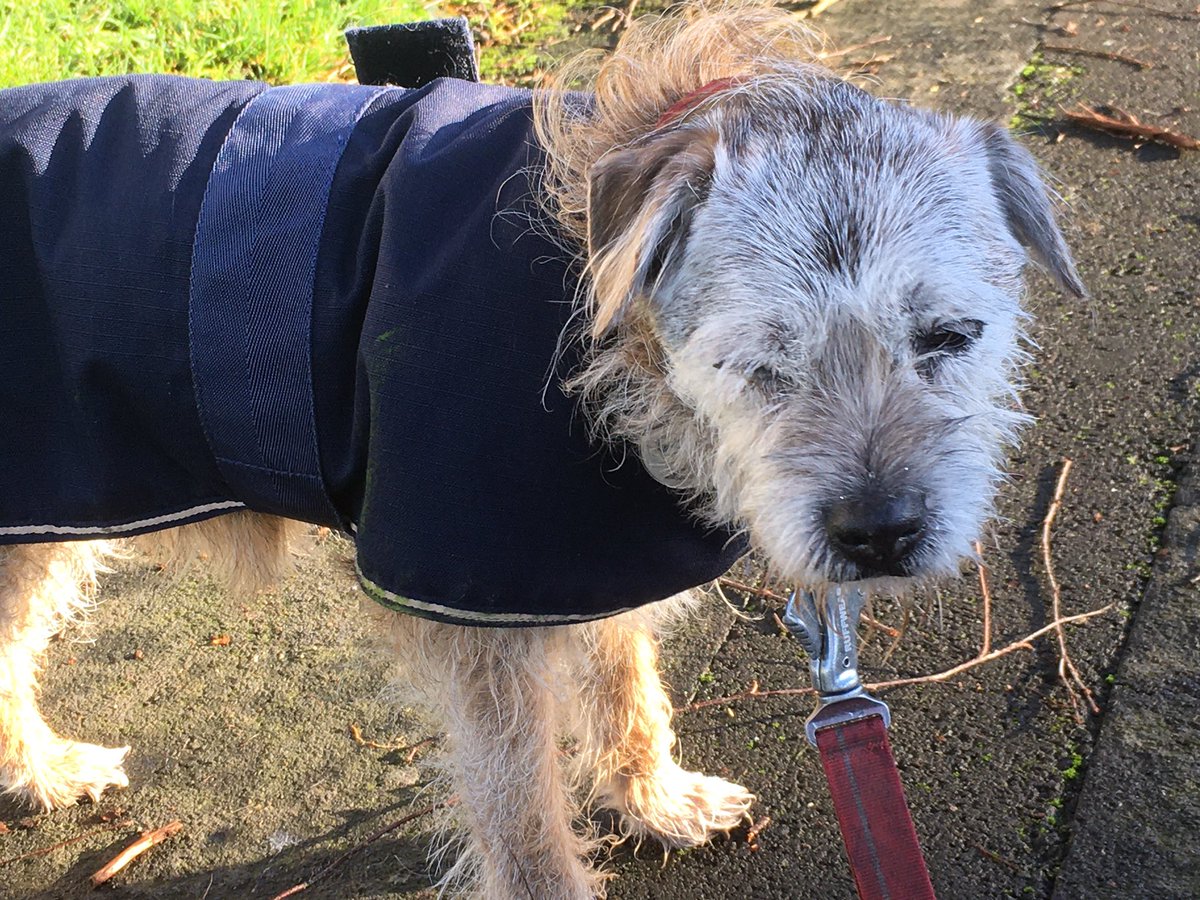 jakedoganality's tweet photo. It’s a bit chilly in Wells today - got my thick coat on #Ihatecoats 🐾🐾 https://t.co/AXUk2FGHWQ