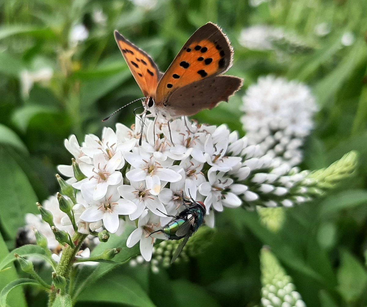 Heerlijkheyd's tweet photo. Dit jaar voor het eerst de kleine vuurvlinder in de tuin gezien! #januarivlindermaand @NathalieNatuur 
#vlinders #tuin #groenehart https://t.co/FnpvfEEd07