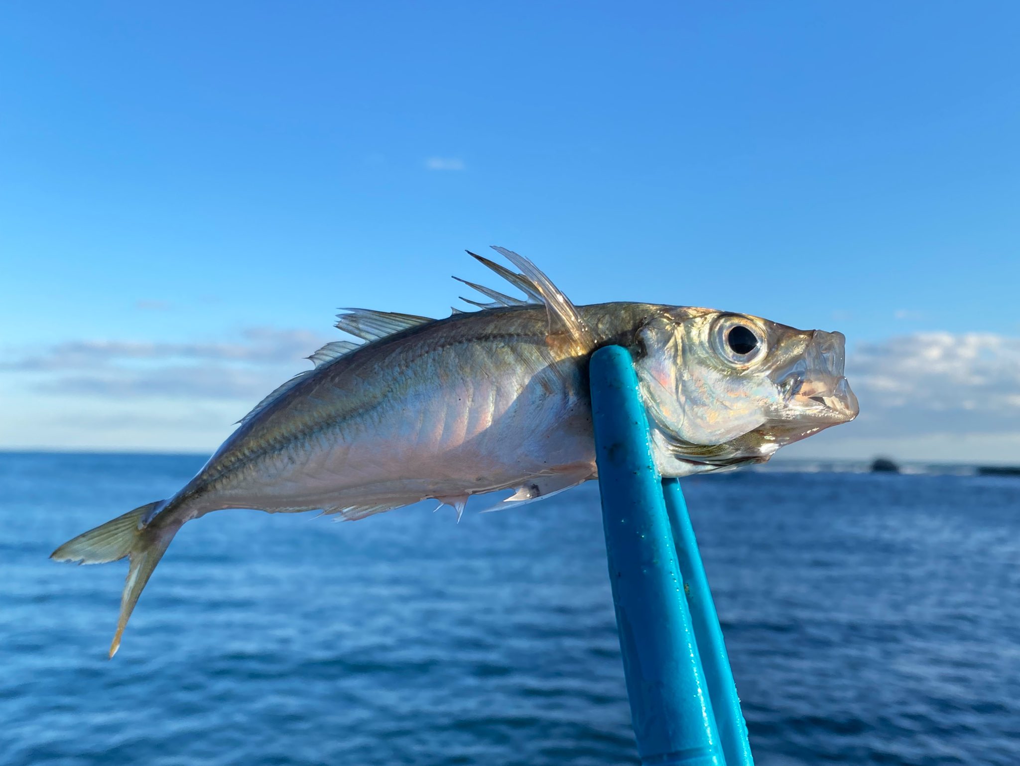 原千晶 久しぶりに1人で釣り 外房のアジの美しさ そして可愛いチビカマスが サビキにかかってくれて ホッコリ 釣り アジ カマス 外房 T Co U6jluirje3 Twitter