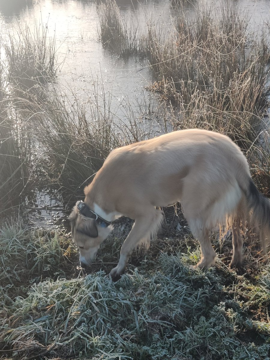 ANDYC2311's tweet photo. #horsellcommon #heatherfarm https://t.co/bQN5X6vKlw