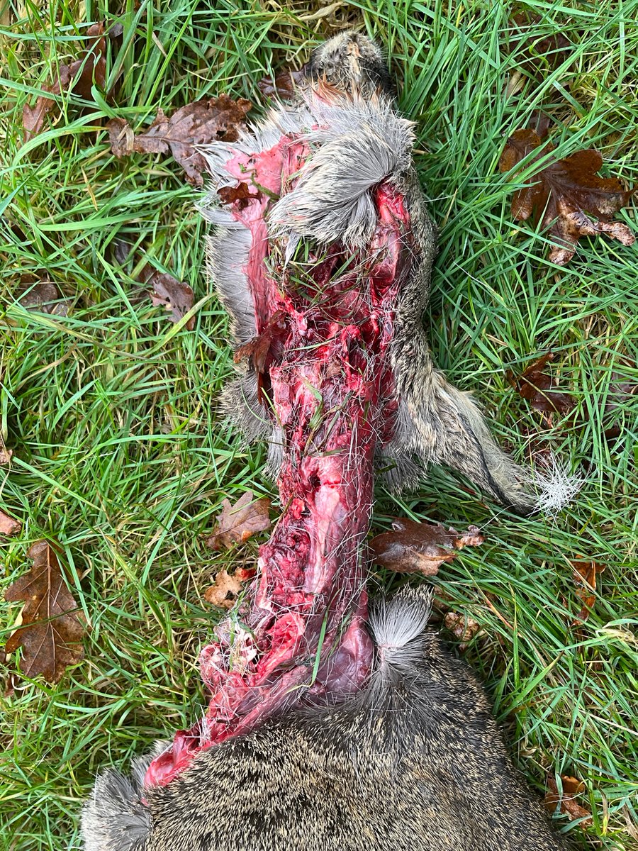 Jan Meesters tweet media