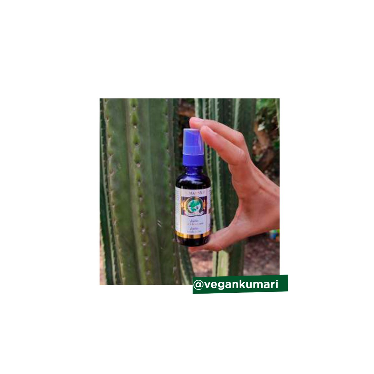 marnyscom's tweet photo. 5 usos del Aceite de Jojoba #Marnys de Botella Azul 💙 para la piel y el cabello: 

1. Hidratante facial
2. Hidratante corporal
3. Desmaquillante para cara, cuello y escote
4. Mascarilla para el cabello
5. Hidratante capilar diario

📷 vegankumari Más en https://t.co/J2IZR43RD5 https://t.co/GINlGfS1wQ
