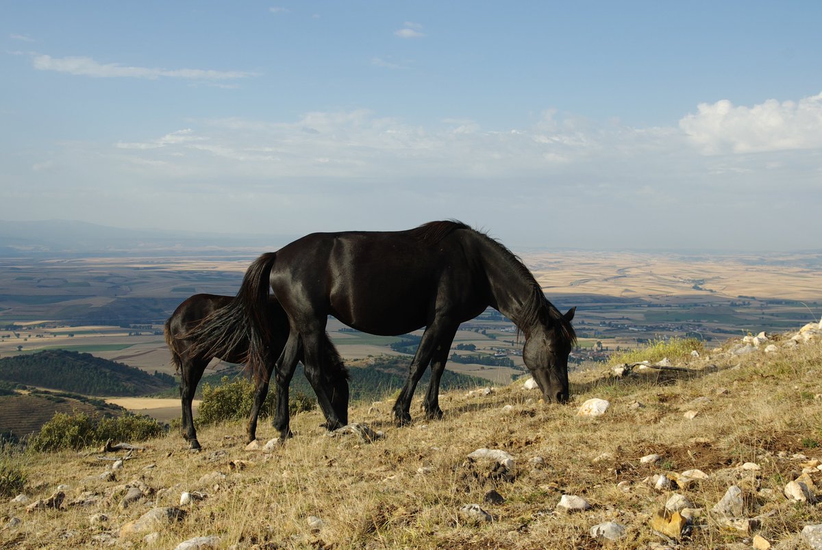PancorboTur's tweet photo. ¡Hola a tod@s!🙂Año nuevo vida nueva. Menos mal que hay cosas que nunca cambian... 
Ven a #Pancorbo este #findesemana y descubre en los #MontesObarenes 🏞️ senderos mágicos mientras paseas entre 🐴Losinos y 🦋Apolo.  
@BurgosTur 
@CyLesVida https://t.co/5RyWctx8Ih