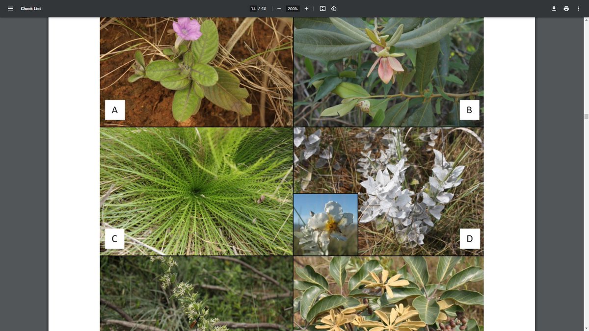 JupiterFulgor's tweet photo. #NiceCitations:
Understanding and Applying Ecological Principles in Cities: Theories, Strategies and Methods
IN
High richness, new occurrences, and threatened species in a savanna grassland remnant in the largest Brazilian metropolis
https://t.co/jATU1OWOdk @RumbleBee2 🌳🌳 https://t.co/8lVdj47CxT