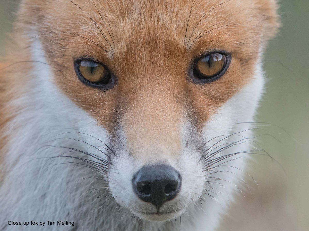 Help us get 40,000 signatures by the end of today on our petition to #BanSnares!

animalaid.org.uk/snares

Please DM three of your friends, asking them to sign the petition and help animals.
Thank you.
<a href="/_AnimalAdvocate/">ANIMAL ADVOCATE  Ⓥ</a> @Keeptheban_ <a href="/hilltopgina/">Gina Bates Ⓥ 𓃟 Pigoneer™.</a> <a href="/Ivy_MiddletonUK/">°•° IⓋY °•°🌱🐽🐾🦋💚</a>