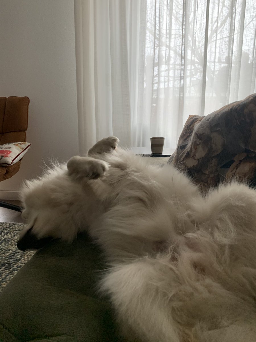 My spirit animal right about now 😅 nah, just joking! Actually in a really good workflow today 😁 what are you doing today? #dogsoftwitter #spiritanimal #finnishlapphund