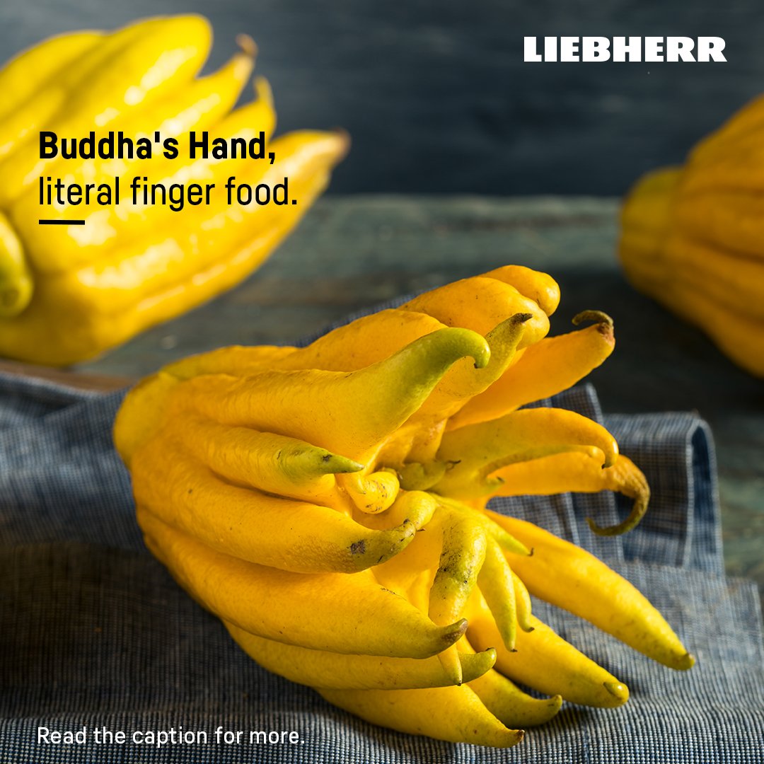 LiebherrHomeIN's tweet photo. A heavenly aroma, zestful garnish & unique appearance pretty much describes the characteristics of a Buddha's Hand!
Have you tried this fruit before?
Tell us in the comments!
#Liebherr #LoveFoodLoveLiebherr #BuddhasHand #UniqueFruits #RareFruits #PreservationExperts #EasyFresh https://t.co/zsweMn0ehQ