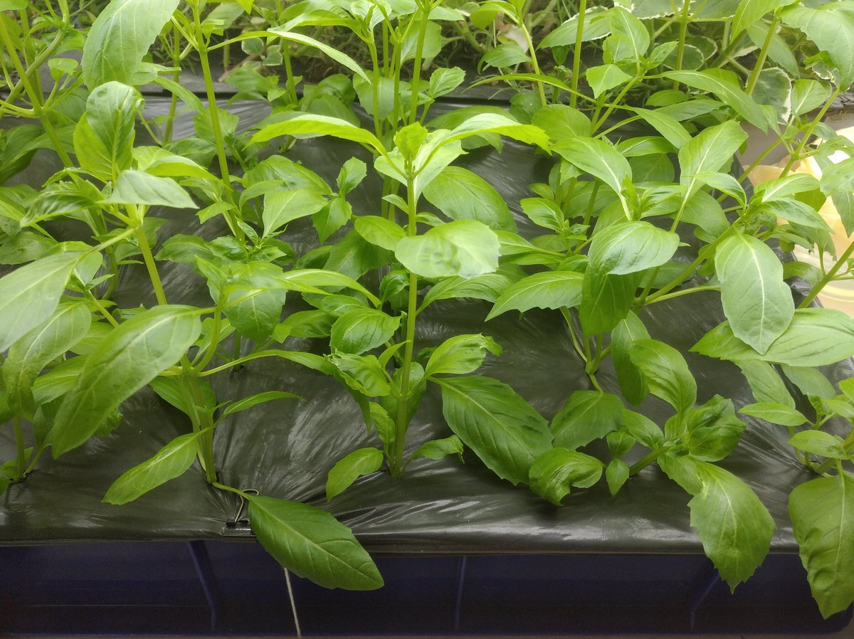 tomsgardeninsg's tweet photo. #Cinnamonbasil harvest time! ✂️✂️✂️ https://t.co/qhHuT2J4fH