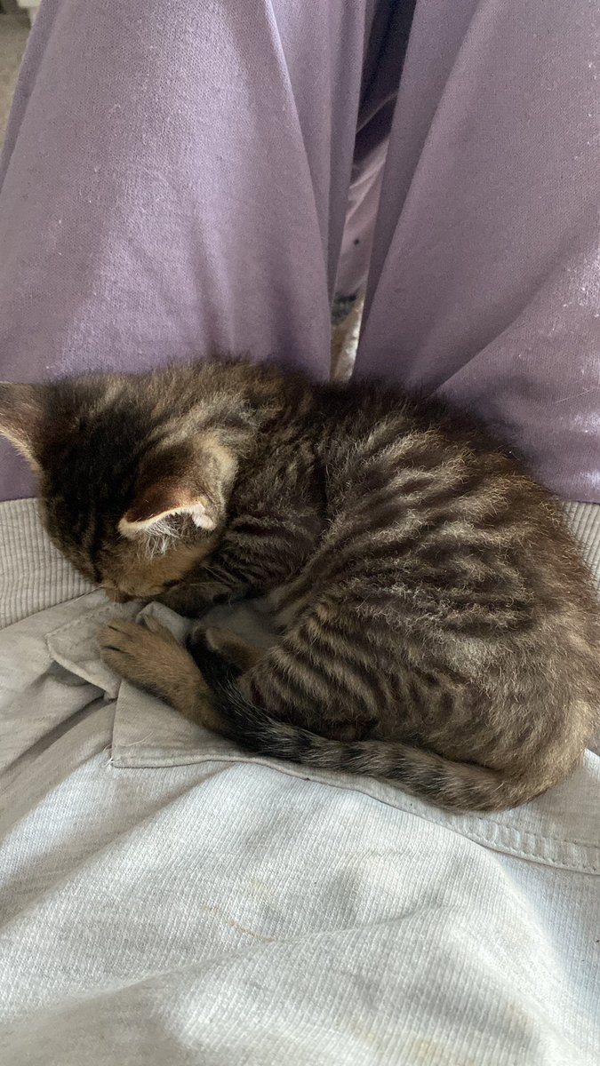 BabeAxXA's tweet photo. Buenos diasss, a presumir gatico un poco😙🥰 https://t.co/1qFcq8G28K