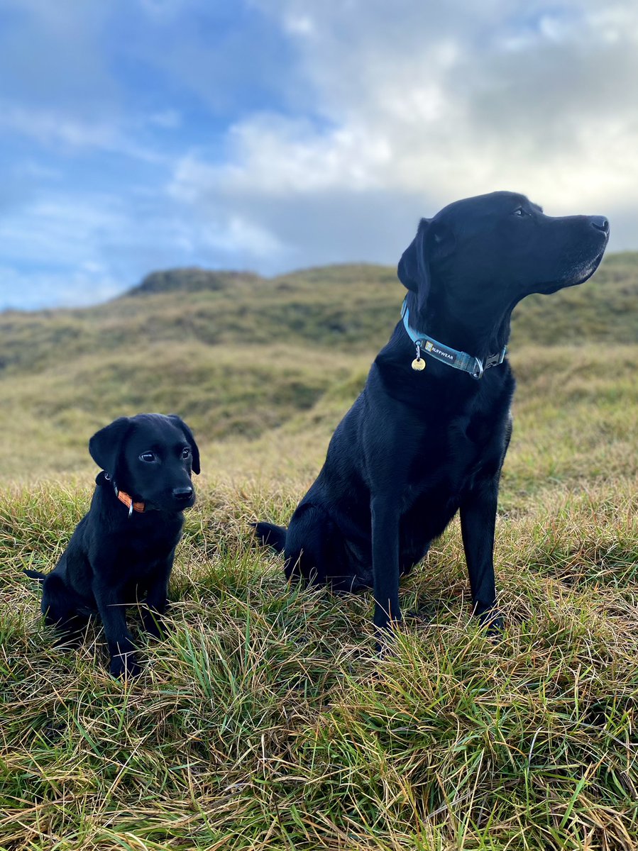 dalesdogdiary's tweet photo. Just watching the world go by https://t.co/A3RRcAerOU