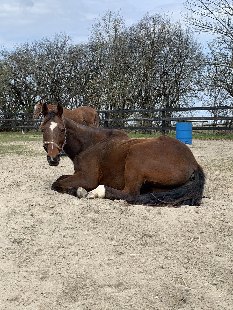 DevinCalow's tweet image. You’re telling me this is the horse from horseradishes? You’re telling me this horse fried the radish?