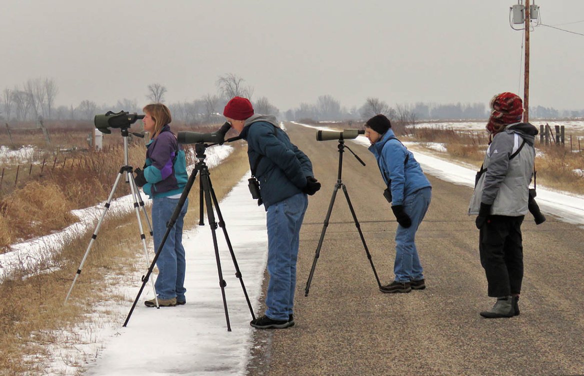 Wisconsin Society for Ornithology tweet media