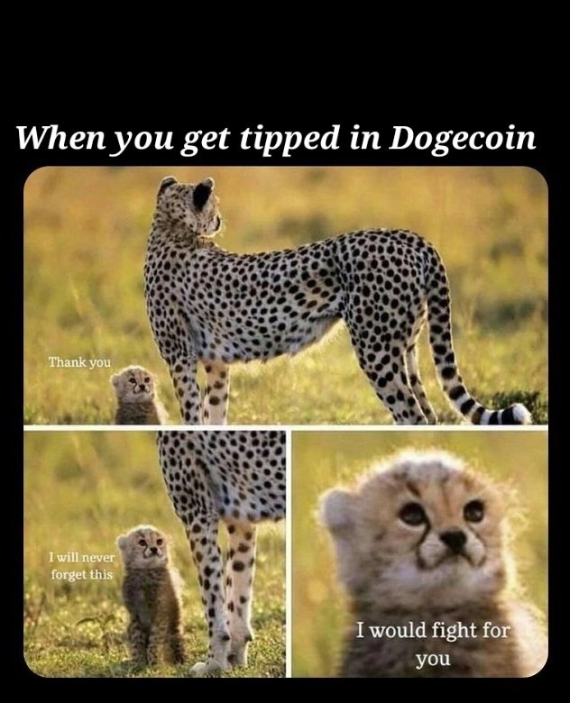 JustinScerini's tweet photo. 🥋👊 $Doge #Dogecoin https://t.co/4RJ34Gb1j6