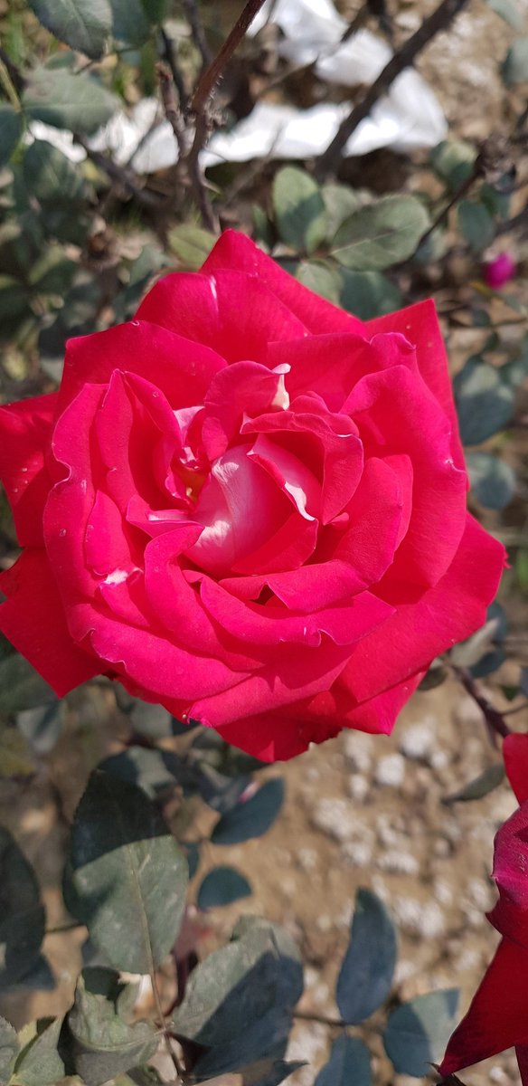 #RoseWednesday #NaturePhotography #nature #TwitterNatureCommunity #Rose #flowers #gardening #flowerphotography #FlowerHunting <a href="/christinedemar/">🌱Christine DeMarco</a> <a href="/makinggardens/">Makinggardens</a> @FopianoJoy @MBoghag @MrsARose1 <a href="/AnnaBellaPics/">🌱Annie🌸📷</a>