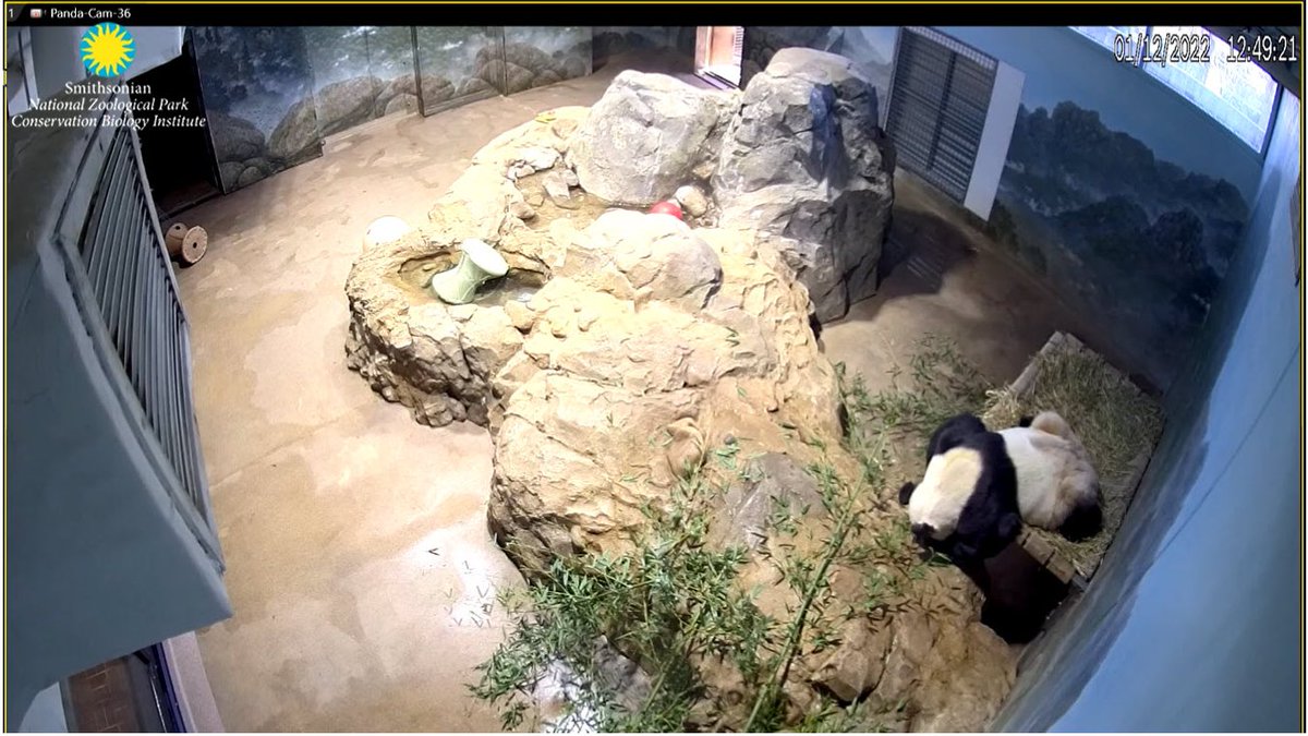 PookieDigi4Ever's tweet image. After more than 12 hours (and countless computer reboots/cache clearings), I finally have Cam 2 to the #PandaCam!!! @NationalZoo #PandaStory
