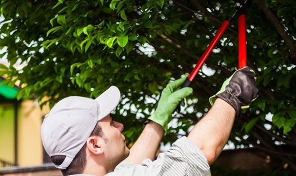 It is sometimes possible to save an infected tree by strategically pruning away affected branches and limbs. Thinning the crown of a tree improves airflow, which can be very beneficial. 
.
.
.
#treepruning #treetrimming #treecare