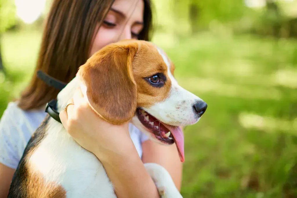 Keep your pet's smile clean &amp; fresh with our full line of Fresh Breath Products! 🐶
 
#tropicleanfreshbreath #tropicleanpet #tropicleanfresh #tropiclean #cleanteethfreshbreath #petdental #kissablyfresh #goodbyedogbreath #hellofreshbreath #beagle