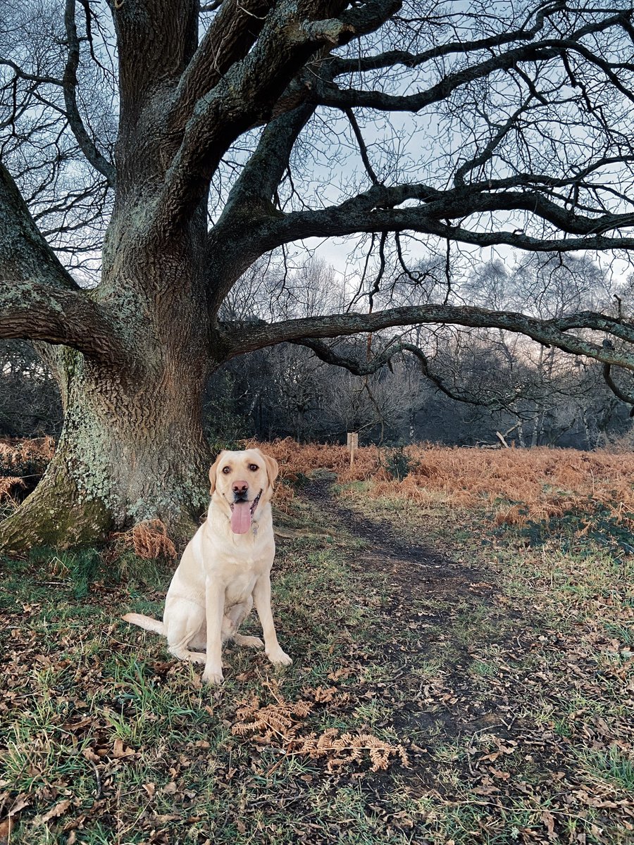 Todays walk at Ashridge in the Chilterns @AshridgeNT @nationaltrust @StormHour @ThePhotoHour #ashridge #chilterns #labrador 
instagram.com/p/CYo47a_DU1m/