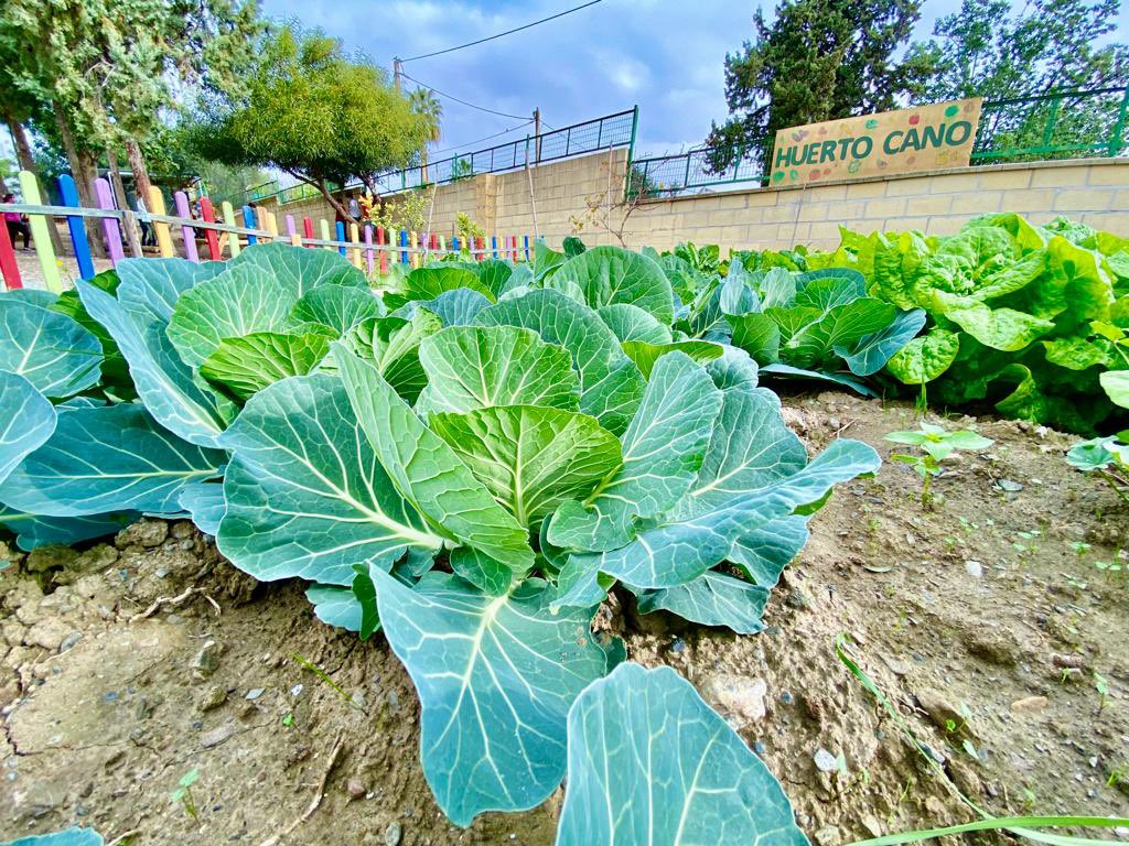 CEIP CANO CARTAMÓN (@ceipcano) on Twitter photo ¡Cómo brilla nuestro HuertoCano! ¡Comenzamos la recogida de acelgas, lechugas y habas! GRACIAS a tod@s por participar!¡ENHORABUENA!❤️🥗🥬💦☀️⛅️ Cada niñ@ recolectará aquello que con tanto cariño ha plantado y cuidado. #SeguimosCreciendoJuntos <a href="/unicef_es/">UNICEF España</a> <a href="/UNICEFAndalucia/">UNICEF C. Andalucía</a> ¡Cómo brilla nuestro HuertoCano! ¡Comenzamos la recogida de acelgas, lechugas y habas! GRACIAS a tod@s por participar!¡ENHORABUENA!❤️🥗🥬💦☀️⛅️ Cada niñ@ recolectará aquello que con tanto cariño ha plantado y cuidado. #SeguimosCreciendoJuntos <a href="/unicef_es/">UNICEF España</a> <a href="/UNICEFAndalucia/">UNICEF C. Andalucía</a>