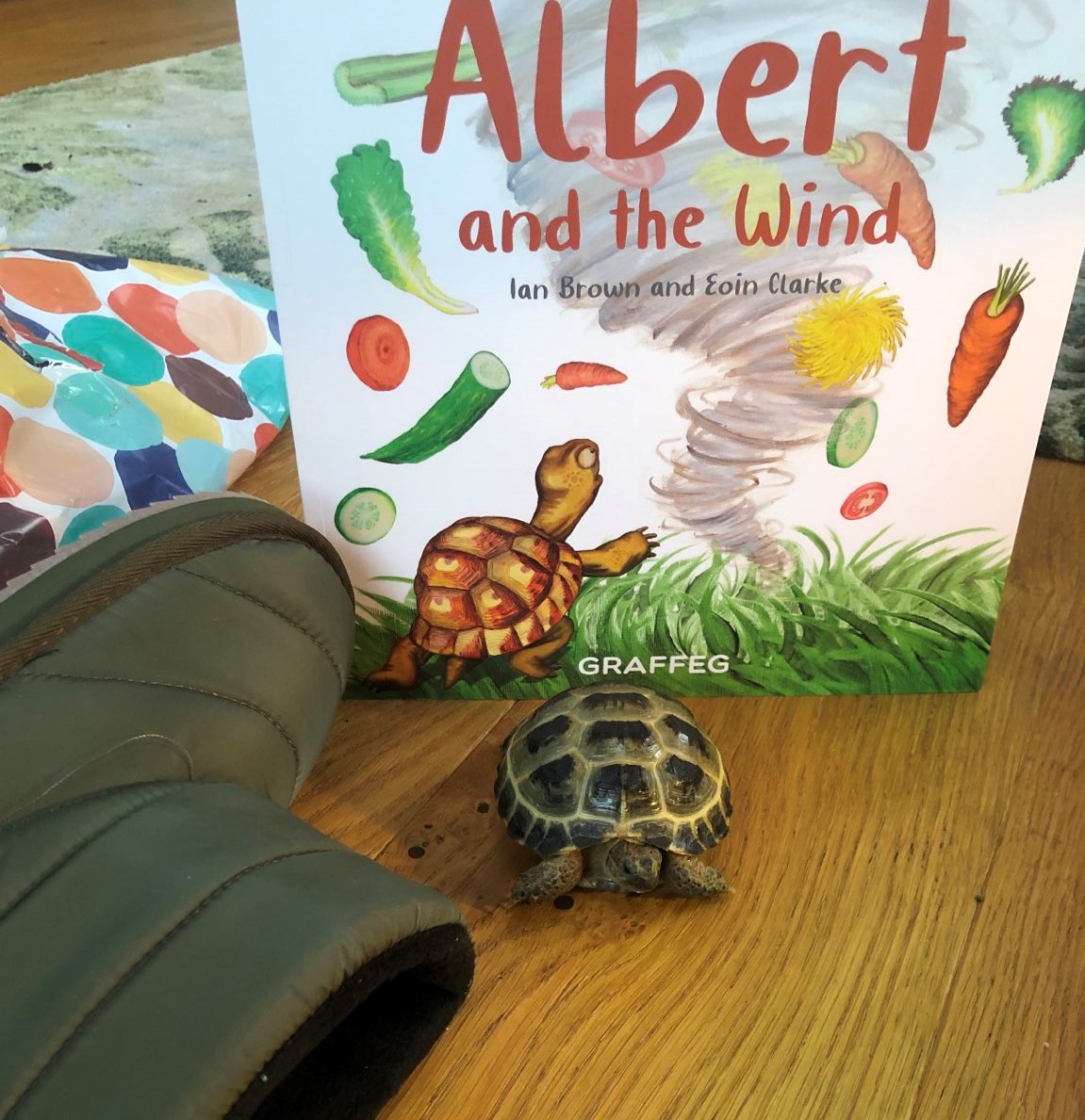 AlbertTortoise's tweet photo. This little fella is ALBIE (Great name!) Today he is TWO. (at least 78 years younger than me!) For his #HappyBirthday he got a #snowboot to snuggle in AND a #ALBERTthetortoise #picturebook ALBERT AND THE WIND. Keep YOUR #BookPose pictures coming. More at https://t.co/ifzLh573KF https://t.co/1g4arkFD6x