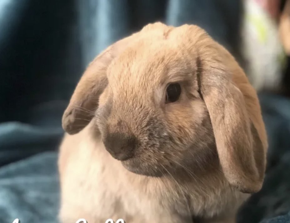 RabbitAttorney's tweet image. In our home, we always name our bunnies after great historical and successful people who do good in the world. Today, we named our new bunny, Tiffany. @absolutelytiff #BigBrother #cookout