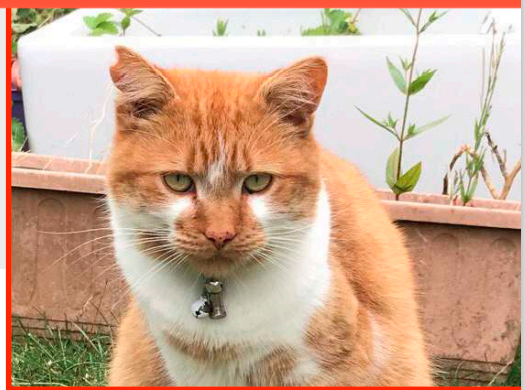 QueenieBelfast's tweet photo. On #KissAGingerDay Miles is still missing.  Ruth @RGE_McC has a lovely story about how he came into her life in the most recent edition of the Community Cat Magazine @ComCatMag 🧡.  Please look out for him in #Portadown.  #FindMiles #LostCat https://t.co/mIrZlZA6zL