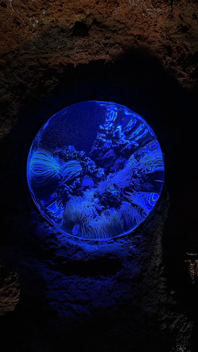 s3edv's tweet photo. the national aquarium🐠 https://t.co/ClBDmPJARM