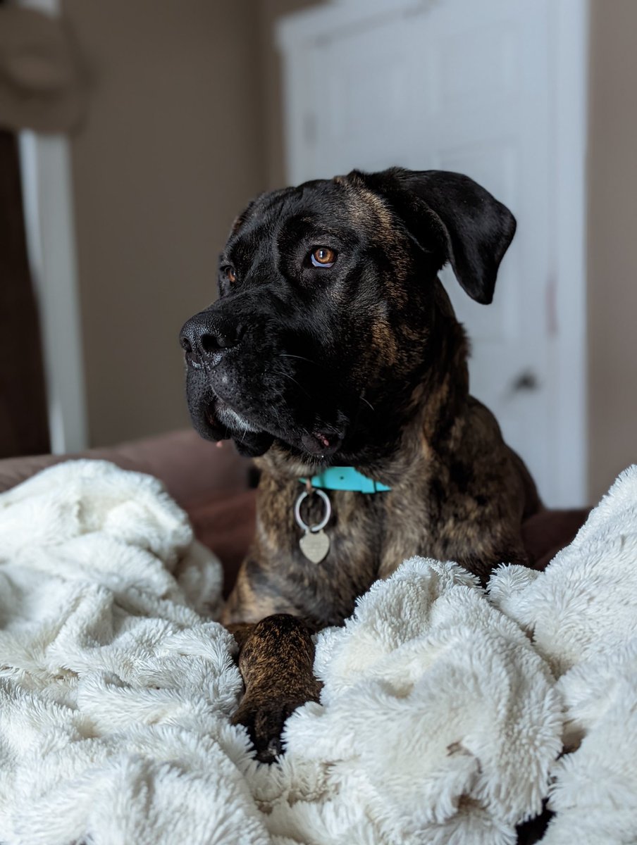 YouGoGrl's tweet photo. My daughter just got the @google pixel 6 pro #OMG #ByeApple #PictureAmazing #google #Pixel6Pro #2022 #Tiffany @TiffanyAndCo #RidgebackMastiff https://t.co/YGVuXGdBh7