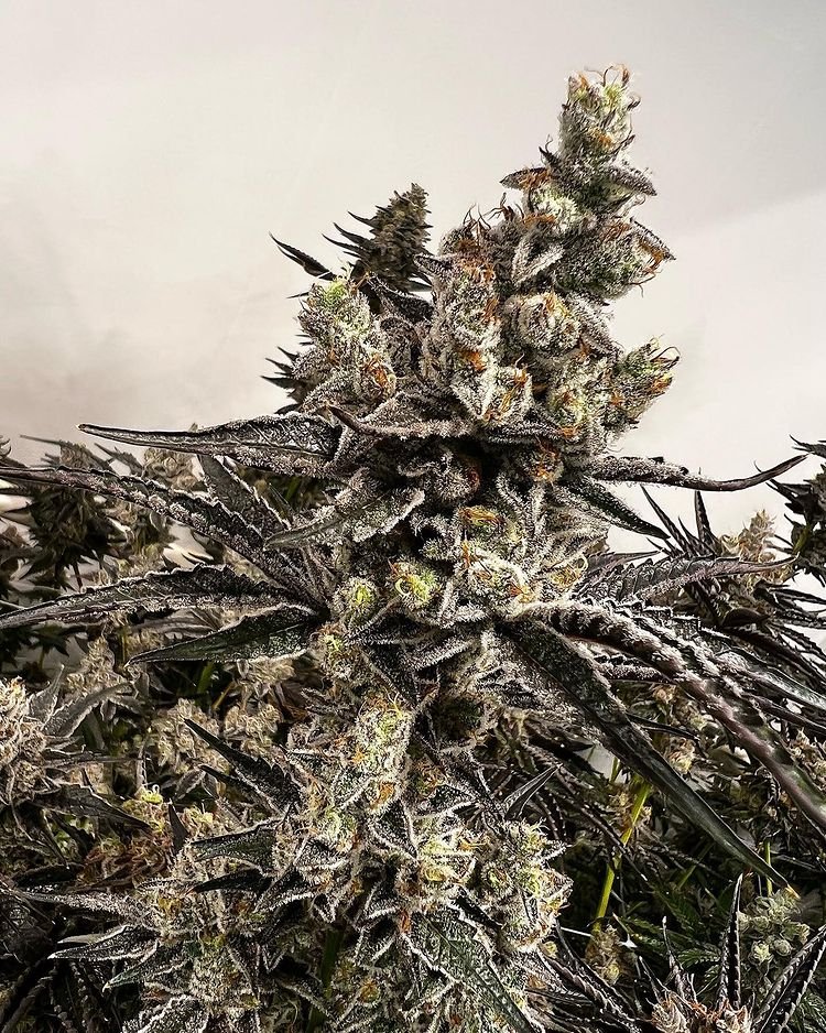 Exoticgenetix1's tweet photo. Can’t wait to put this one in the air! Come on 2022 I’m ready to 💨💨💨👌🏼👌🏼👌🏼 #breadandbutter ( #donkeybutter x #bakersdozen ) #itsalifestyle https://t.co/vfpeIkEVfe