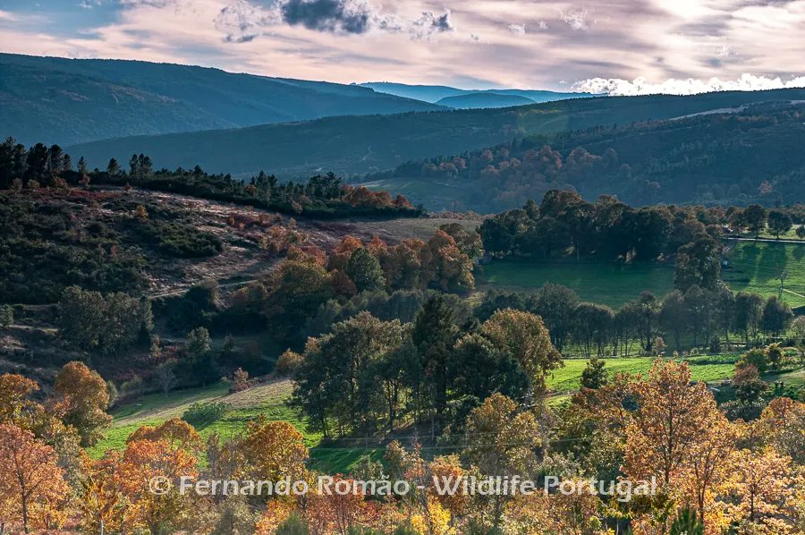 Planalto de Videmonte e vale do Alto Mondego. No horizonte, o ponto mais alto da Serra da Estrela e de Portugal Continental. Outono de 2020. 

#wildlifeportugal #guarda #portugal #videmonte #paisagem #fogecomigo #centerofportugal #aldeiasdemontanha #serradaestrela #valedomondego