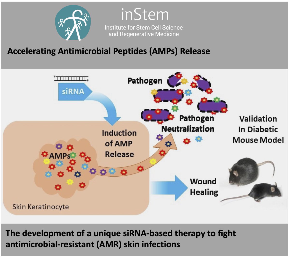 DBT_inStem's tweet photo. In celebration of #StartupIndiaInnovationWeek from Jan 10-16, 2022, @BIRAC_2012 BIG funded innovative #antimicrobial #technologies (Antimicrobial Resistance i.e. AMR) are being developed by @jamora_lab at  @DBT_inStem #WoundHealing
With @TanayBhatt @DBTIndia @rajesh_gokhale https://t.co/i6sHFfsnAF