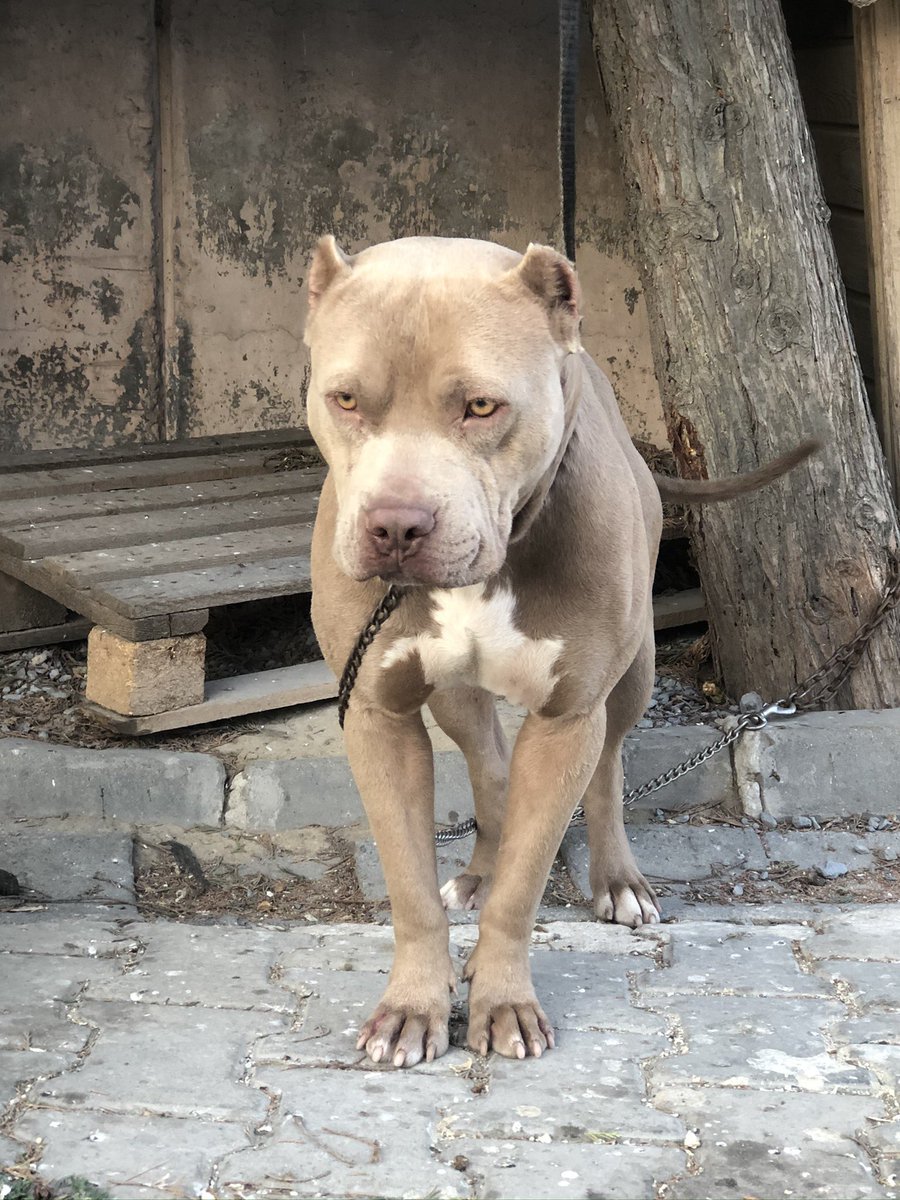 Yasaklı ırk yoktur yasaklı sahipler vardır bu canlar kısırlaştırılmayı acı çekmeyi haketmiyor #14ocakUzatilsin