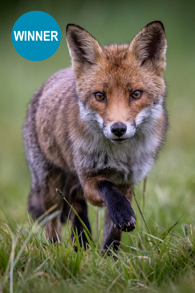 😧🤯 You gave us a tough time for the last Reader Challenge... in the end we picked Jeff Youngman's stunning 🦊 image. Don't you just love the way it's prowling towards you? And the eye contact is phenomenal. EOS R5, EF 500mm f4L IS II USM lens, 1/2500 second at f4, ISO 1600.