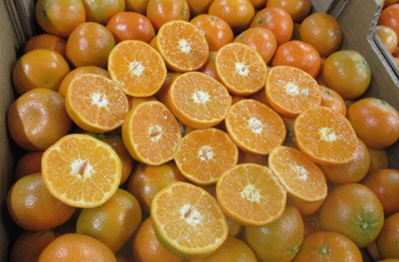 We've also had a fresh arrival of Moroccan Nadorcotts in 15kg Boxes. Cal 2/3/4 Available to order now!🍊

#Citrus #Nadorcotts #Morocco