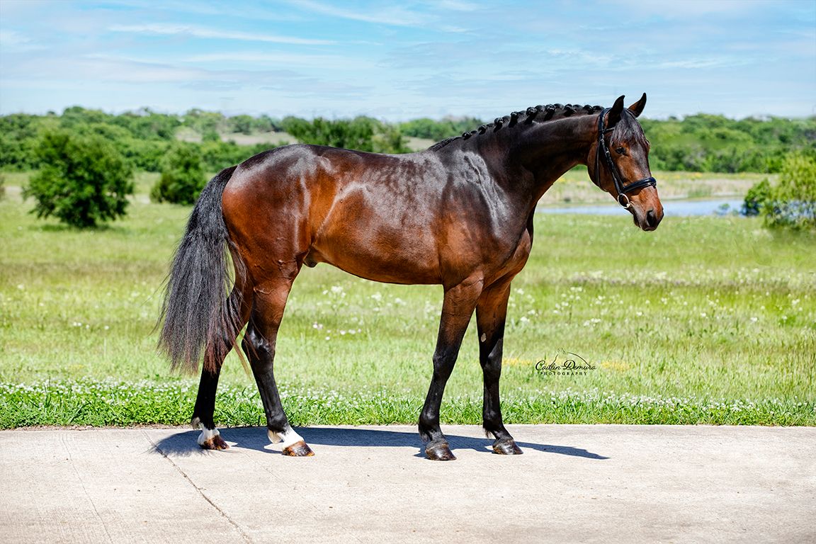 Stunning shot of Preacher by Caitlin Demura Photography 🐴
