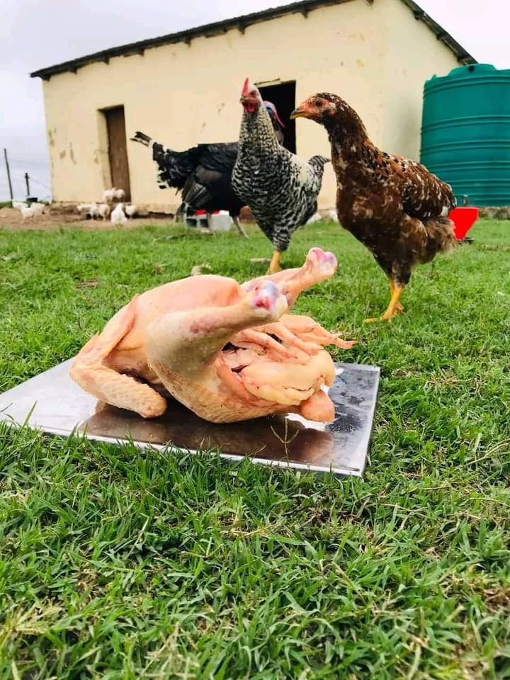 " family mayize izombona okokugqibela "