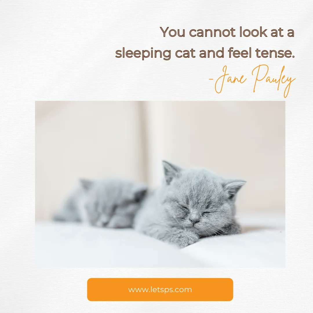 letsps_'s tweet image. What feeling does a sleeping cat invoke in you?🐱
-
-
#letsps #puppy #petstagram #animals #animal #instadog #dogquotes #dogquotesofinstagram #dogquote #dog #dogsofinstagram #closetgoals #wardrobegoals