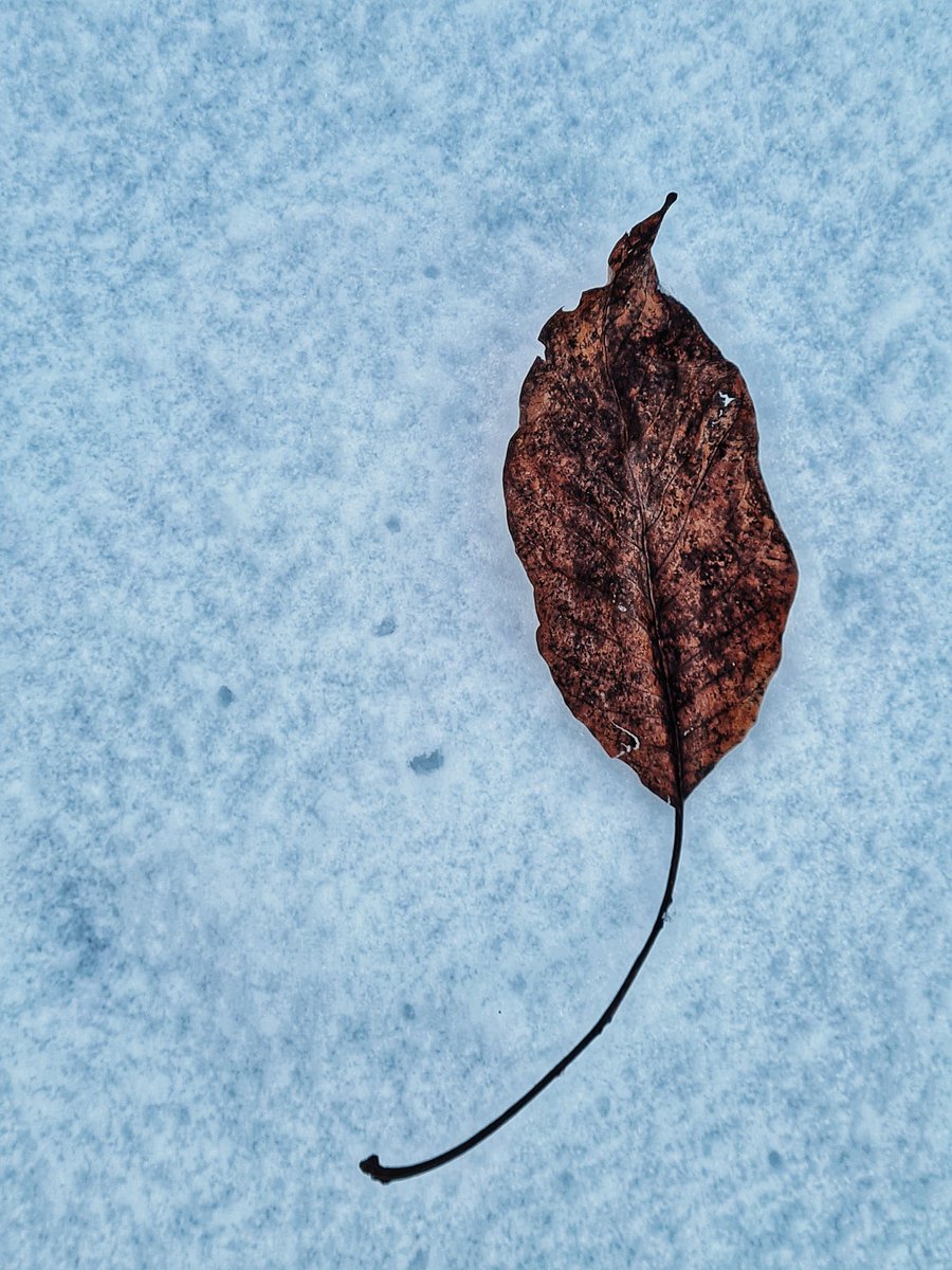 wildintri's tweet photo. Even a leaf in the wind settles sometimes.

#nft #nftart #NFTCommumity #NFTdrop #NFTartist #nftcollectors #photography https://t.co/IC2VQeb5H5