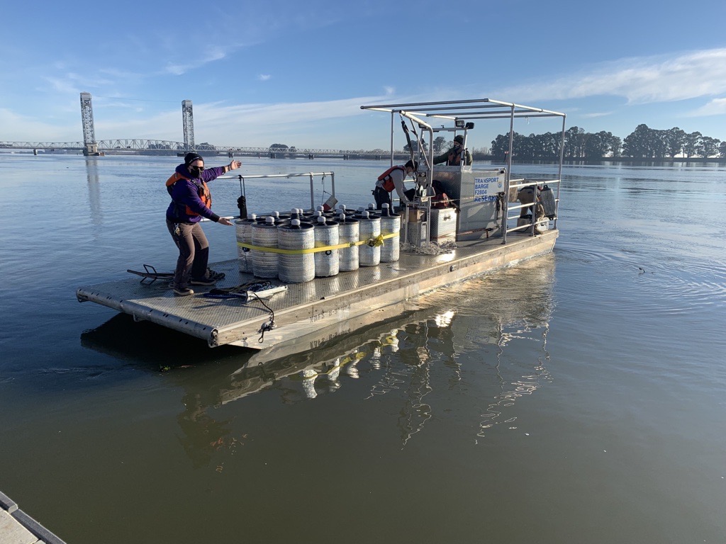 IOnthewater's tweet image. Yesterday staff from @CDFW @DWR @USGS @WFCB_UCDavis @USFWS conducted the second experimental release of laboratory cultured Delta Smelt. Pictured here is a barge from @NOAA with 16 carboys each with 200 smelt. In total 6,400 fish were released into the Delta.